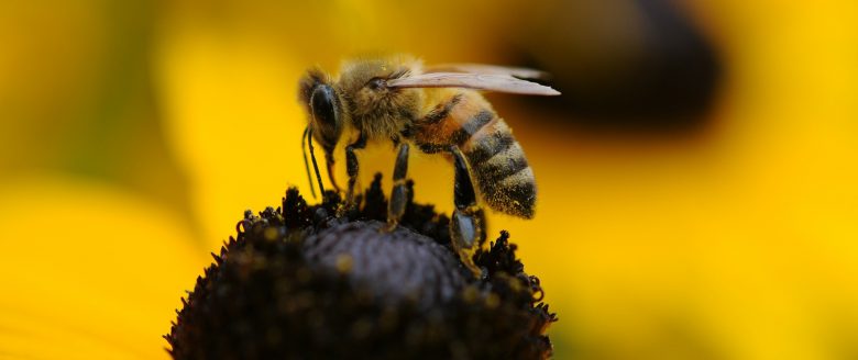 bee-210731_1920-1 (Kleine Schritte zum Erhalt der Artenvielfalt)