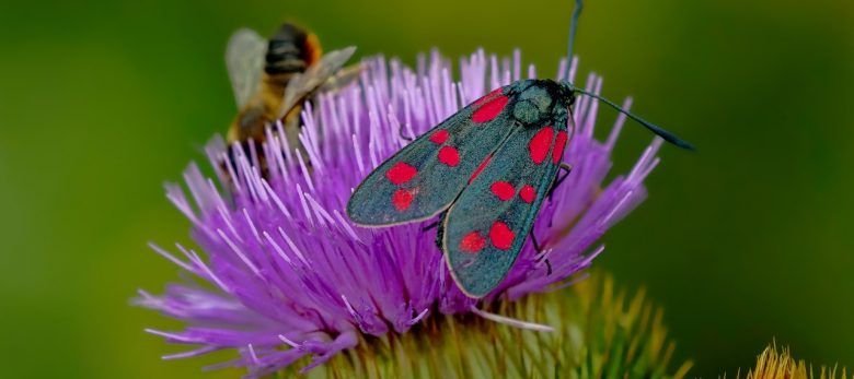 nature-3481966_1280 (Nach wie vor aktuell: das Sterben der Insekten)