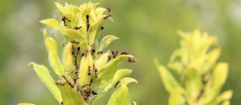 insektenschwund (Von 1989 bis 2016 etwa 75% weniger Insekten!)