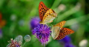 nature-3205038_1280 (Von 1989 bis 2016 etwa 75% weniger Insekten!)