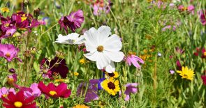 flower-meadow-3598562_1280 (Info-Flyer Natur- und Umweltschutzakademie „nua“)