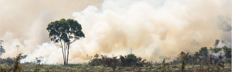 regenwald2019 (Die Zerstörung des Regenwaldes nimmt apokalyptische Ausmaße an)