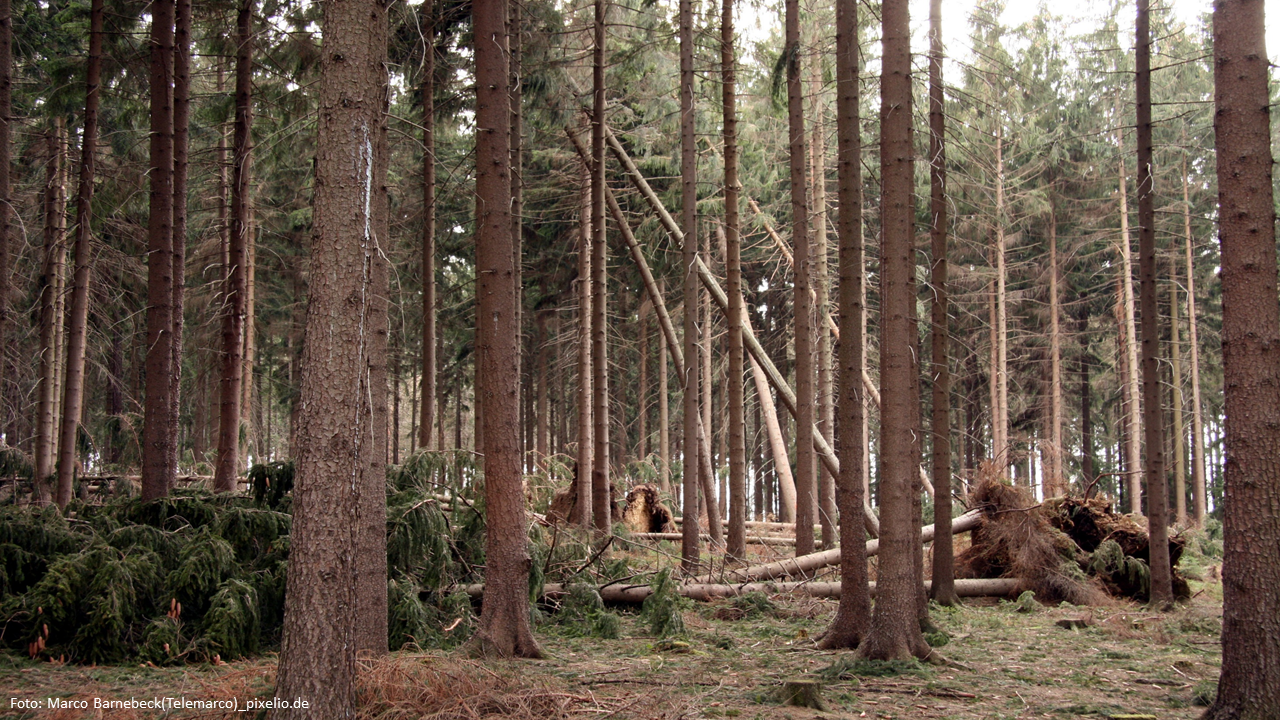 wald2020 (Ein verändertes Landschaftsbild)