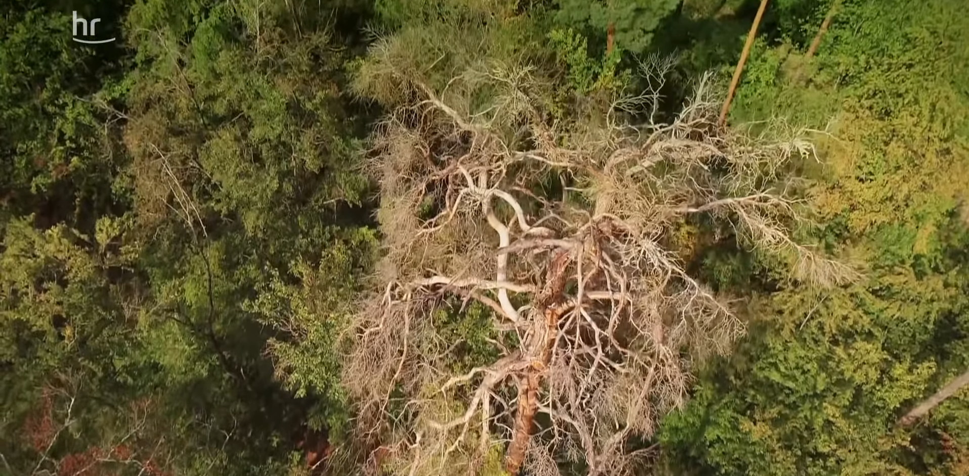 wald-der-zukunft (Hat unser Wald eine Zukunft?)