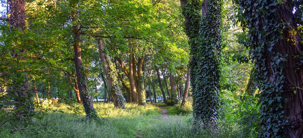 trees-5645757_1280-1 (Der Wald fordert unseren Einsatz)