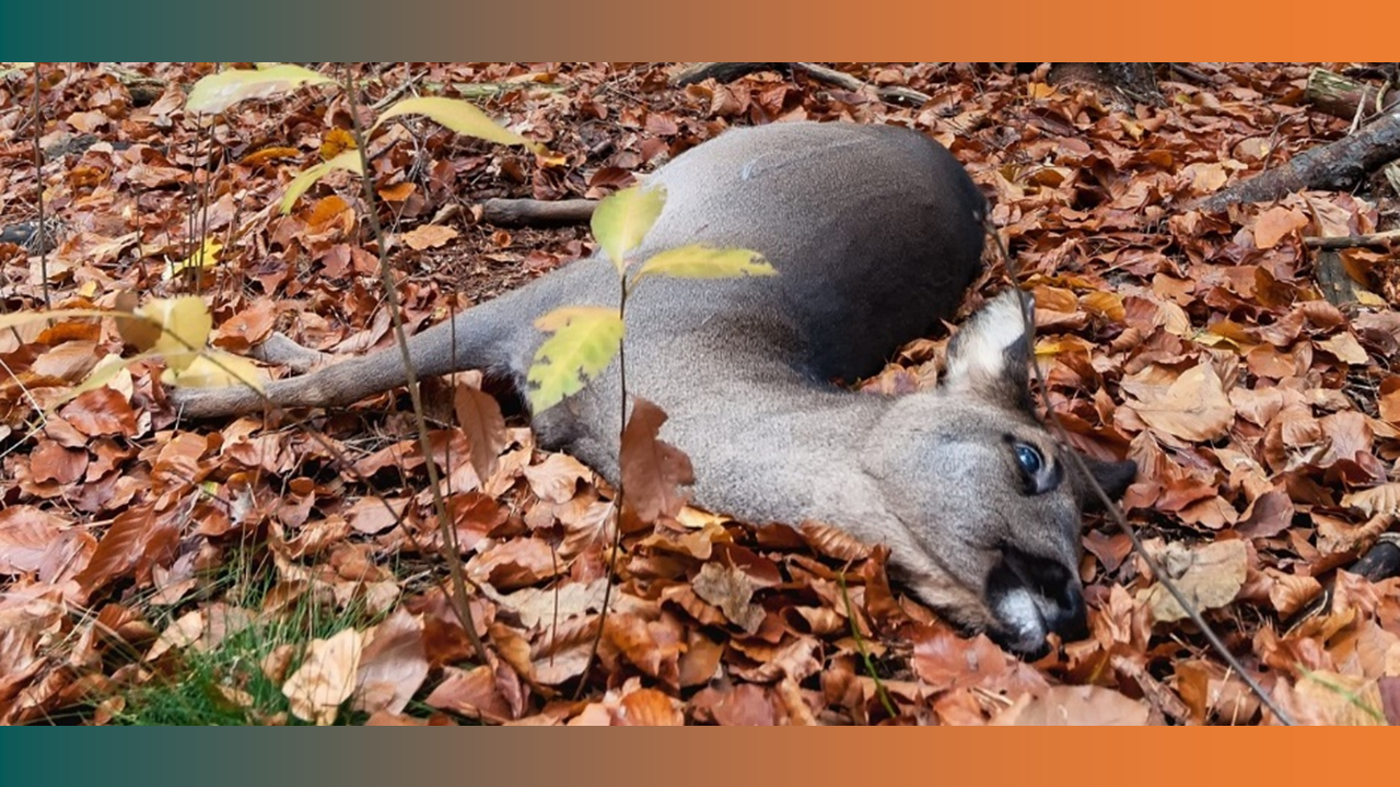 wildunfall (Heuchelei: Die „Grünen“ und ihr „Verständnis zum Wohle der Tiere“)